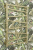ДР Сирокко 800х600